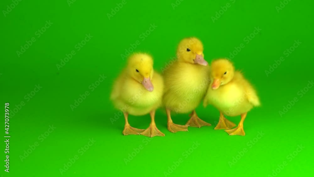 little yellow ducklings on a green background screen duck