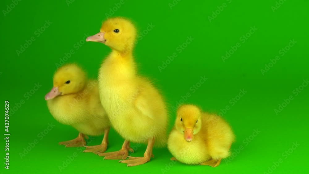 little yellow ducklings on a green background screen duck little yellow ducklings on a green background screen duck