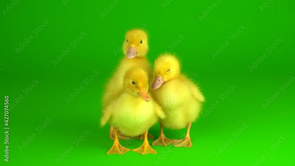 little yellow ducklings on a green background screen duck little yellow ducklings on a green background screen duck