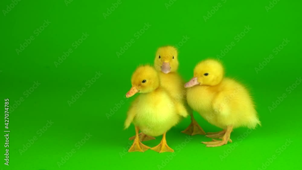 little yellow ducklings on a green background screen duck little yellow ducklings on a green background screen duck