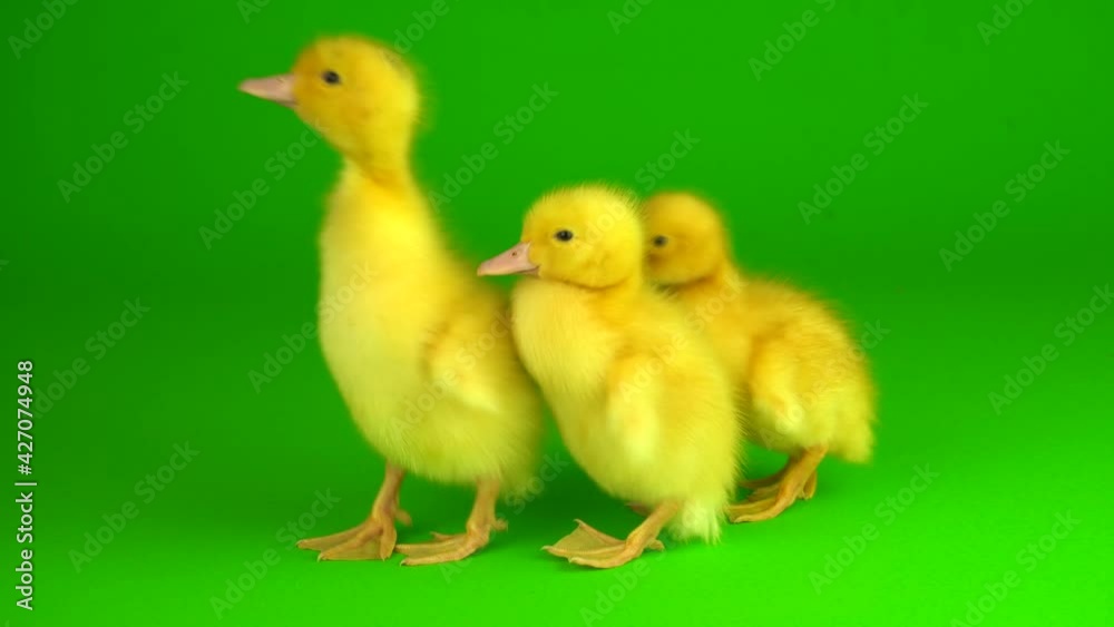 little yellow ducklings on a green background screen duck little yellow ducklings on a green background screen duck