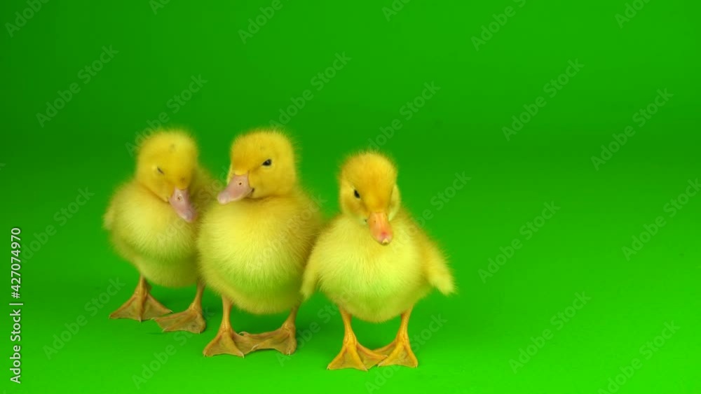 little yellow ducklings on a green background screen duck little yellow ducklings on a green background screen duck