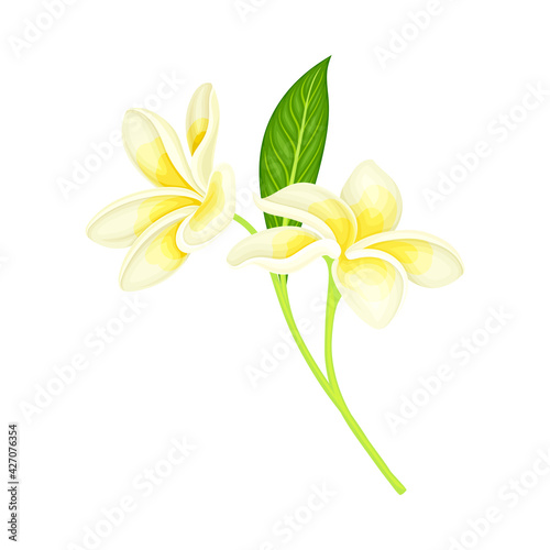 Plumeria or Frangipani Flower with White Oval Petals and Lanceolate Leaf Growing on Green Stem Vector Illustration