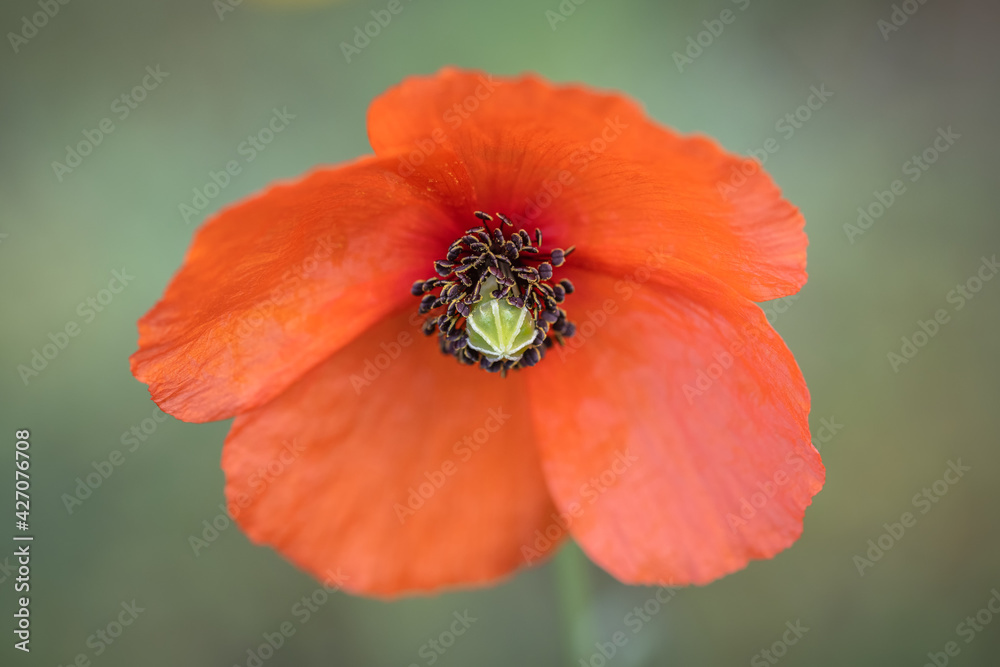 Red poppy photographed in their natural environment. Red poppy photographed in their natural environment.