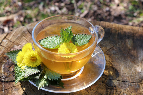 A cup of healing herbal tea for a stronger immune system with spring coltsfoot flower on wooden stump background with medicinal plants Tussilago farfara and nettle. Top view. Flat lay 
 photo