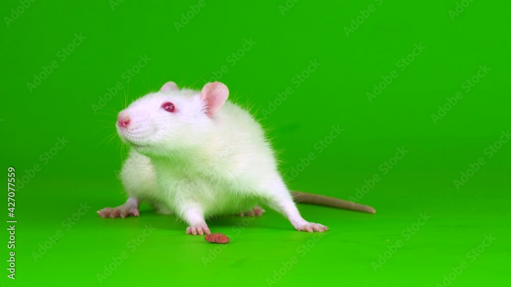white rat on a green background screen white rat on a green background screen