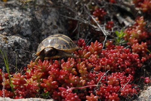 Tartaruga, Testudo marginata photo