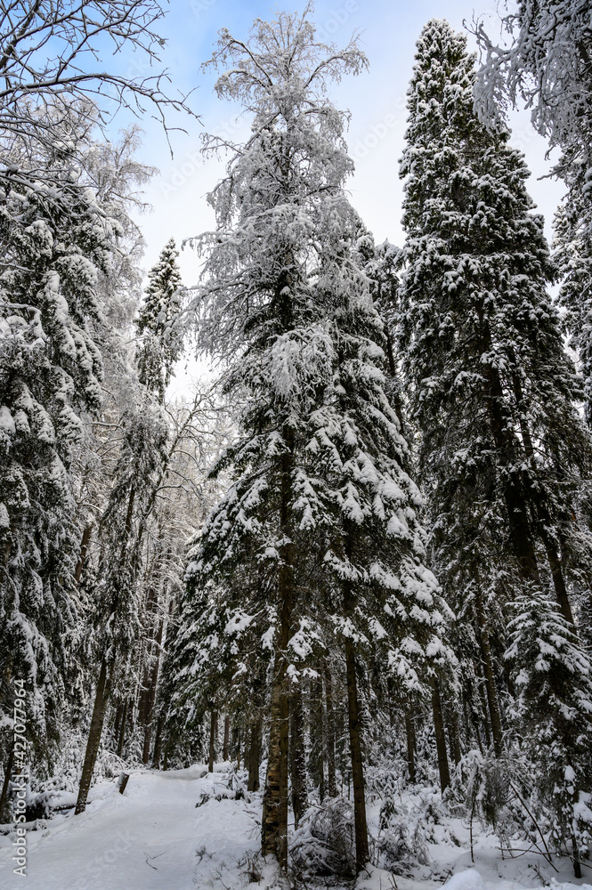 beautiful winter forest. beautiful snowy tree branches beautiful winter forest. beautiful snowy tree branches