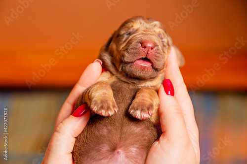 Newborn puppy bloodhound in hand. High quality photo