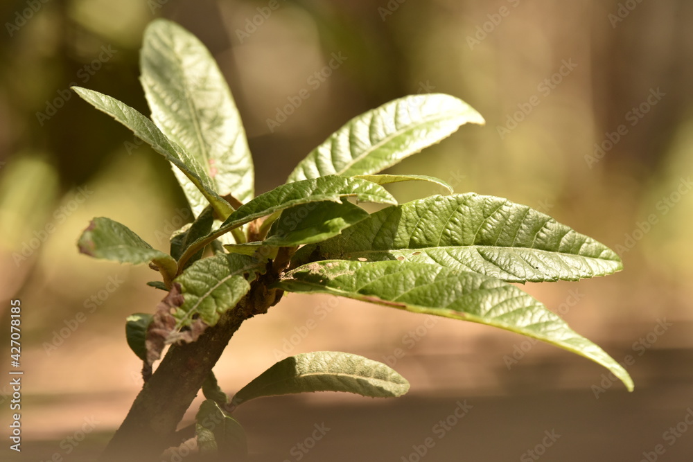 Obraz premium Chacara Peroba