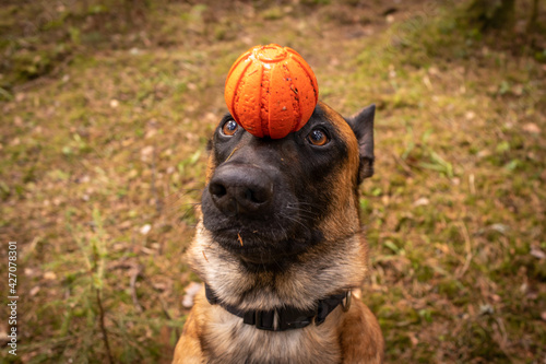 malinois with ball