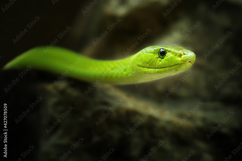 A close-up of an Green Mamba snake