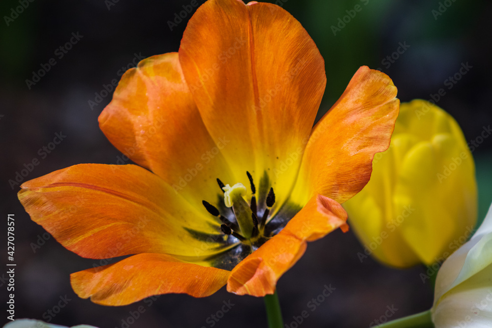 Fototapeta premium tulip flower