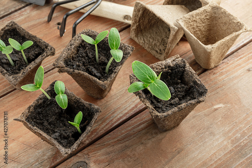 Young cucumbers seedlings in biodegradable peat pots on the wooden surface, home gardening and connecting with nature concept