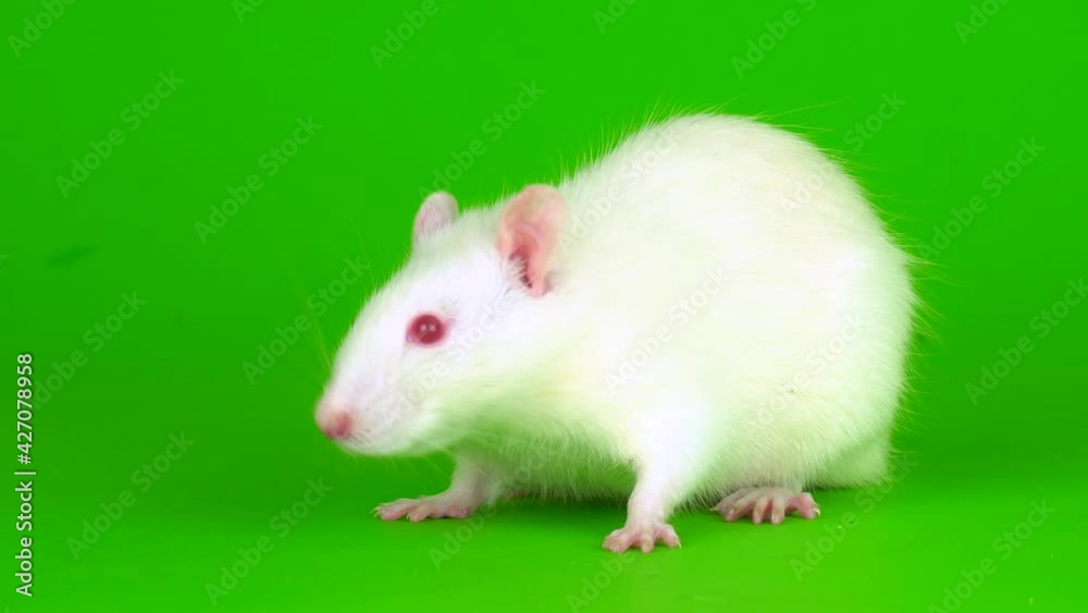 white rat on a green background screen white rat on a green background screen