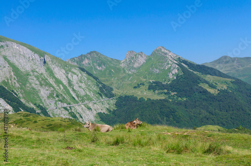 des vaches des pyrennées allongées dans l'alpage avec en fond les montagnes des Pyrénées