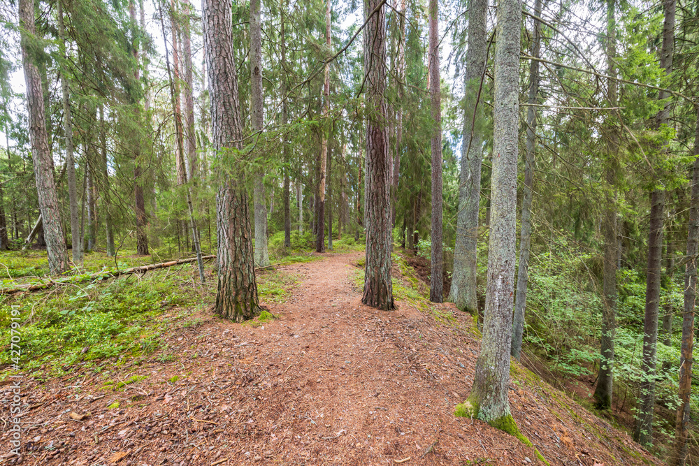 Fototapeta premium Beautiful nature forest landscape view. Path between tall trees. Sweden.