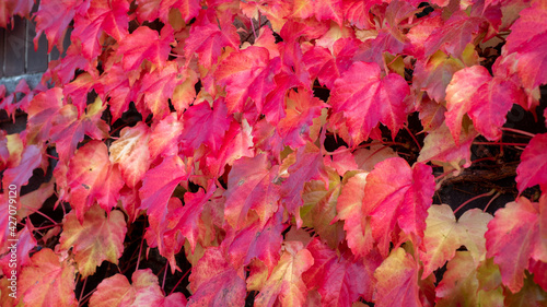 Autumn leaves Red background