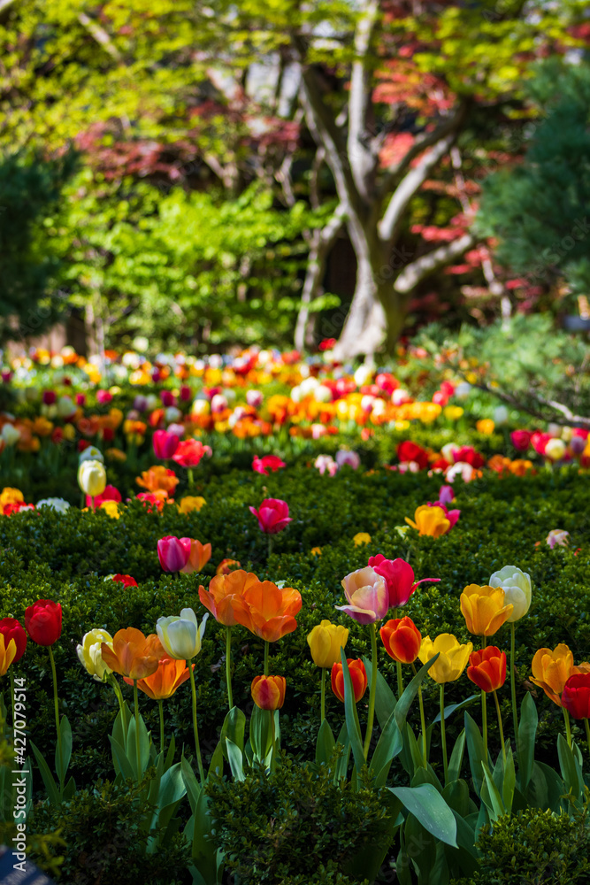 Tulips with greenery