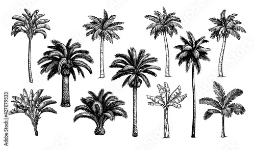 Palm trees big set. photo