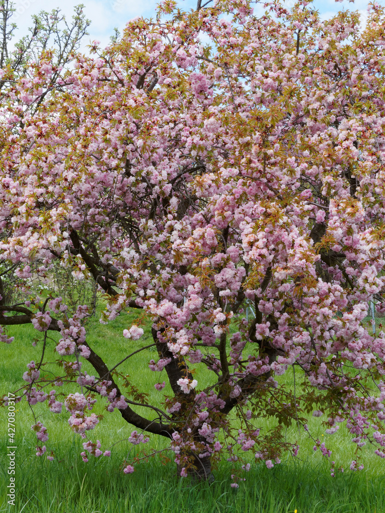 Flowering Japanese cherry tree or Prunus serrulata 'Kanzan' with branches bearing pure-pink to deep-pink double flowers in dense bunches and bronze-green to dark-green toothed leaves