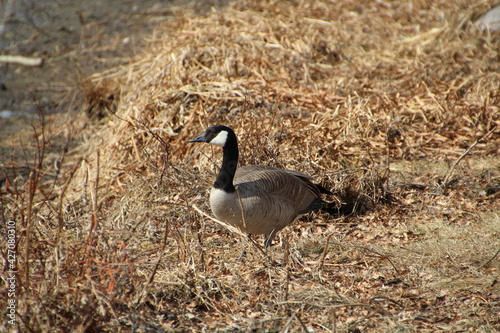 Goose In The Grass, William Hawrelak Park, Edmonton, Alberta