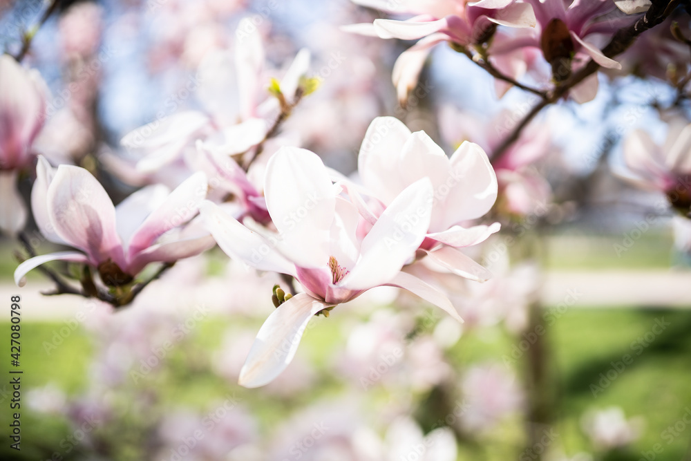 Obraz premium Blühende Magnolie mit Sonne im Frühling 