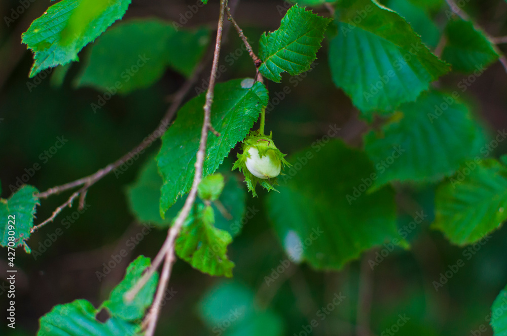 Une noisette en gros plan sur sa branche de noisetier sauvage en foret Une noisette en gros plan sur sa branche de noisetier sauvage en foret