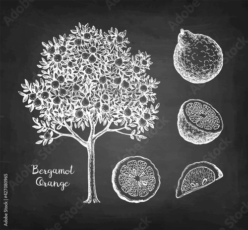 Chalk sketch of bergamot orange