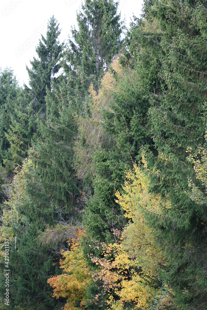 Fototapeta premium Im Herbst