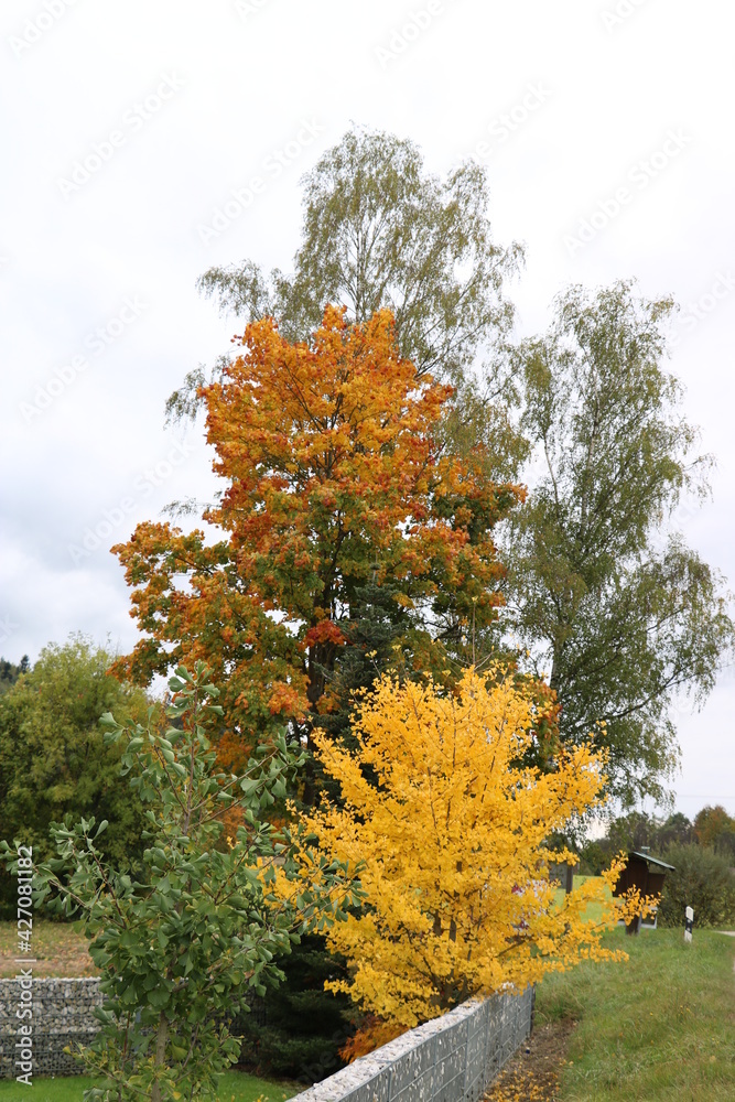 Naklejka premium Im Herbst