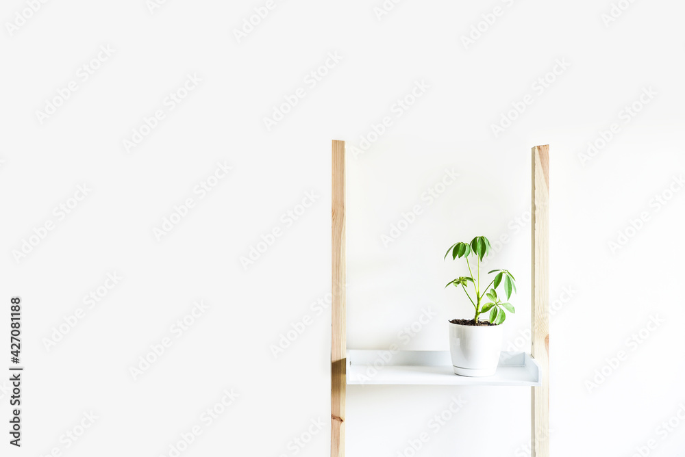Minimalist home decor, decorative plant, interior background - obrazy, fototapety, plakaty 