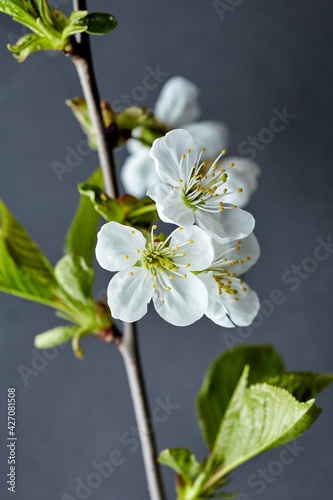 Fototapeta Naklejka Na Ścianę i Meble -  Spring cherry blossom on a dark background with white flowers. Macro