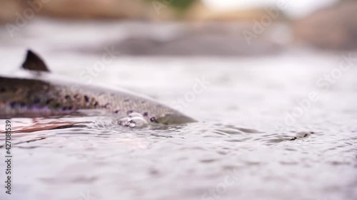 A fisherman releases wild Atlantic silver salmon into the cold water