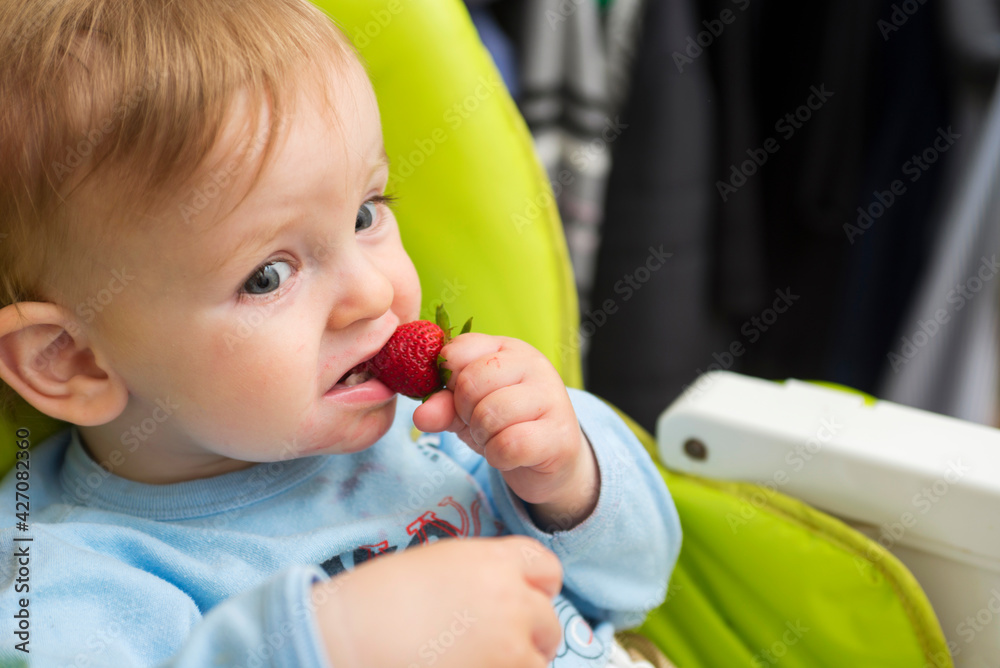 A small child is eating red color berry of strawberry. A funny boy eats strawberry sitting in the baby chair at home A small child is eating red color berry of strawberry. A funny boy eats strawberry sitting in the baby chair at home