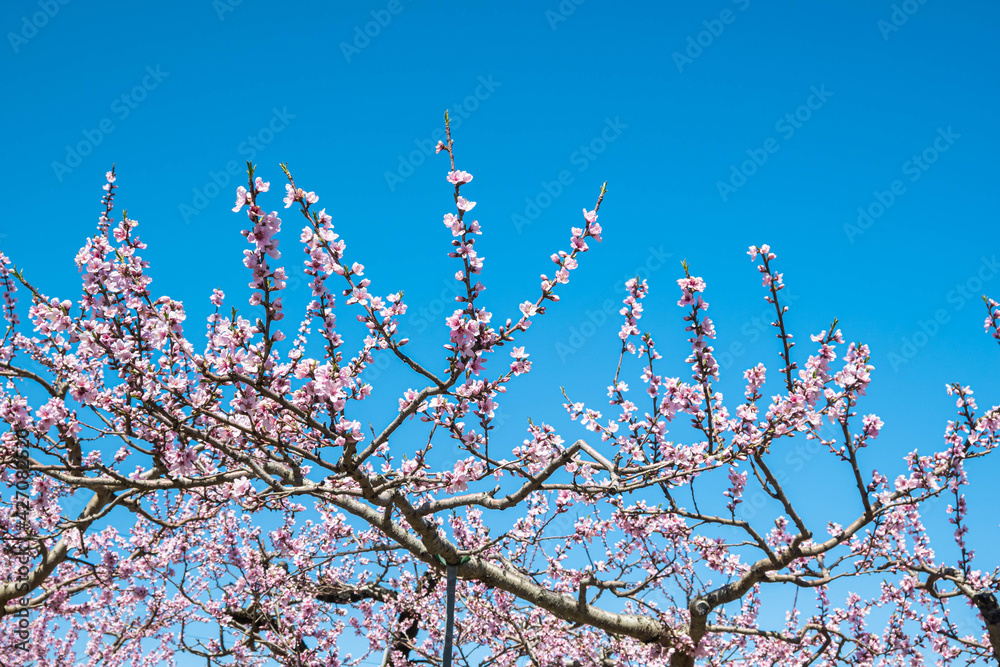 桃の花と青空