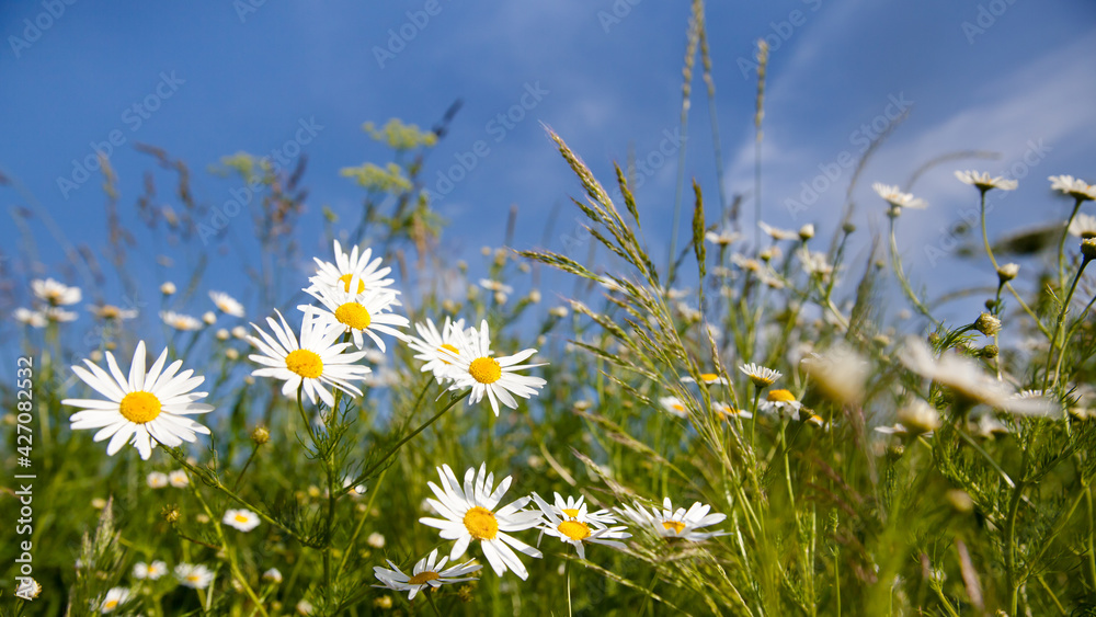 Field daisies in the meadow in Sunny weather. Pharmacy chamomile close-up.