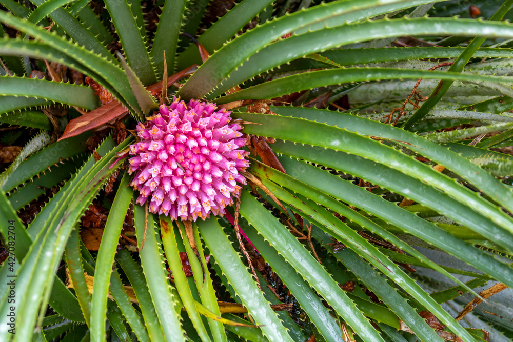 The Fascicularia bicolor, family Bromeliaceae in the botanical garden. The Fascicularia bicolor, family Bromeliaceae in the botanical garden.