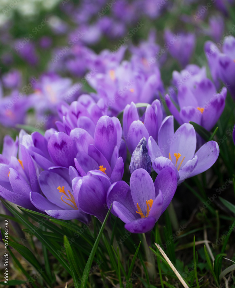 spring crocus flowers