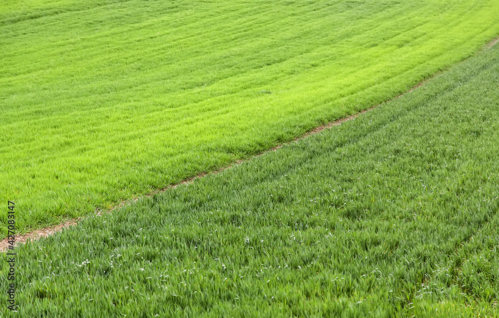 Natural grass texture