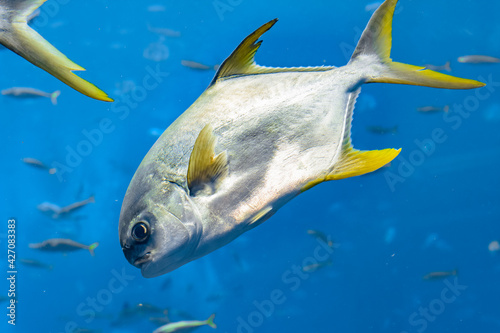 Trachinotus blochii or snubnose pompano in Atlantis, Sanya, Hainan, China.. Pompanos are marine fishes in the genus Trachinotus in the family Carangidae (better known as 
