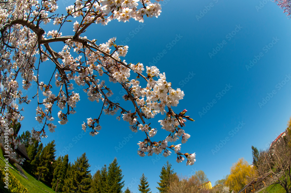 bloom of sakura in a local park under the open and blue sky on the background of the hotel