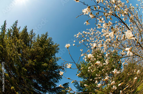 bloom of sakura in a local park under the open and blue sky on the background of the hotel photo