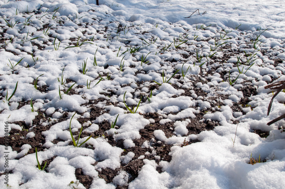 garlic sprouts on a bed in the snow on a sunny spring day