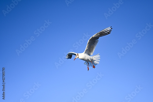 Flying seagull in the sky at Boltenhagen, Baltic sea