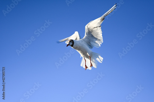 Flying seagull in the sky at Boltenhagen, Baltic sea © Chris Weidauer