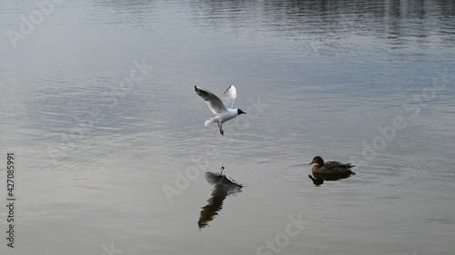 Female mallard duck anatidae floating in the pond when black-headed gull settles in the water.