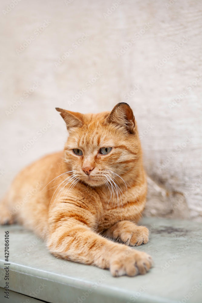 Portrait of stray ginger cat. Cute and shabby homeless animal. Fluffy mammal on beige wall background. Valletta, Malta.