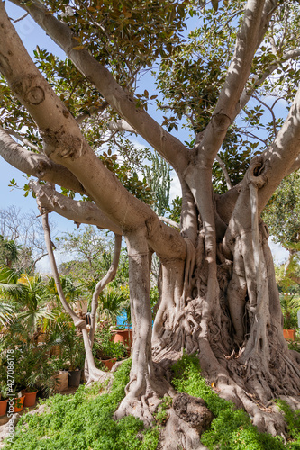 Ficus macrophylla, commonly known as the Moreton Bay fig or Australian banyan. Big evergreen tree in Argotti Botanical Garden, Floriana, Malta. photo