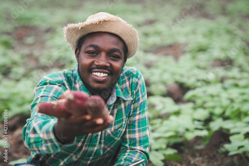 African farmer man holding fresh sweet potato at organic farm with using tablet.Agriculture or cultivation concept